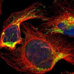 PX19 Antibody, Novus Biologicals:Antibodies:Primary Antibodies